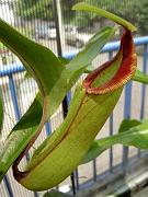 Nepenthes x predator 3